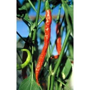  Jwala hot pepper seed packet