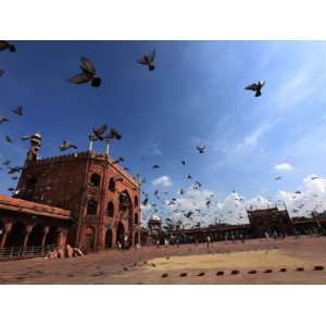  Pigeons Feed on Grain Scattered on the Paving Stones in 