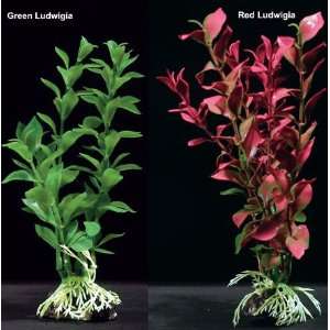  Ludwigia Plants Red 18