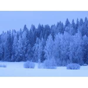  Snow Covering Trees in Dense Forest in Rural Finland in Winter 