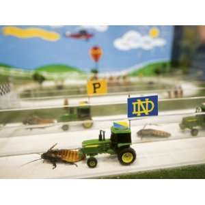  Madagascar Hissing Roaches Pull Tiny Tractors Stretched 