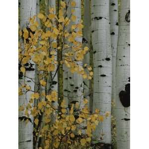 Autumn Foliage and Tree Trunks of Quaking Aspen Trees in the Crested 