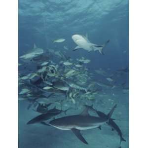  Caribbean Reef Sharks and Other Fish Swarm Around a Piece 