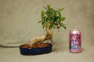 Twisted trunk, Aerial Roots Ficus Bonsai Tree. Easy to Grow Indoors 
