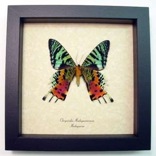 REAL AMAZING MADAGASCAR SUNSET MOTH / BUTTERFLIES 163 V  