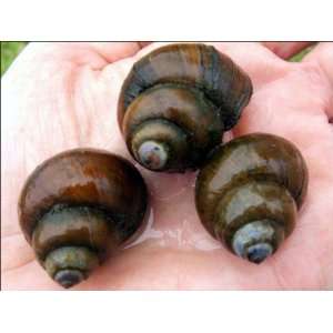  100 LIVE Hardy Trapdoor Snails for Water Gardens Ponds 