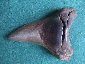 91inch benedini shark tooth teeth megalodon fossil mako scuba 