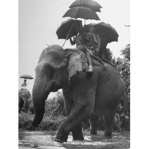  People with Umbrellas Riding Elephants During Rainstorm 