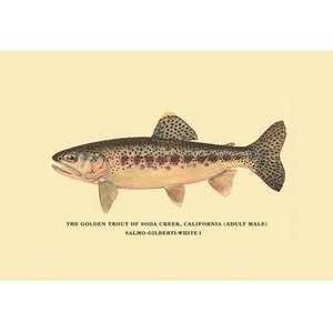  Vintage Art Golden Trout of Soda Creek   02313 9