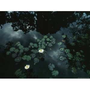  Lily Pads and Blossoms Floating in Calm Water with 