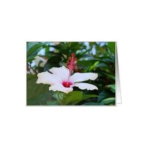  White and Pink Hibiscus Blank Notecard Card Health 